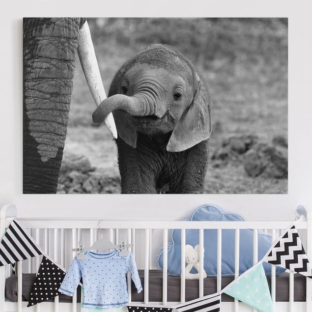 Canvastavlor elefanter Baby Elephant