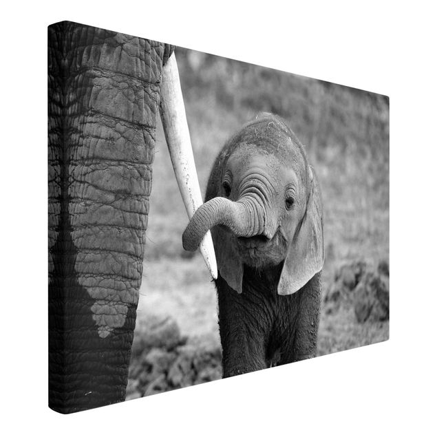 Canvastavlor svart och vitt Baby Elephant