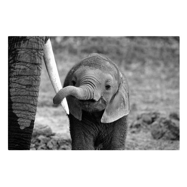 Canvastavlor djur Baby Elephant