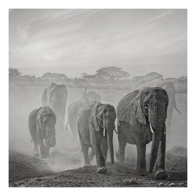 Canvastavlor svart och vitt Herd Of Elephants
