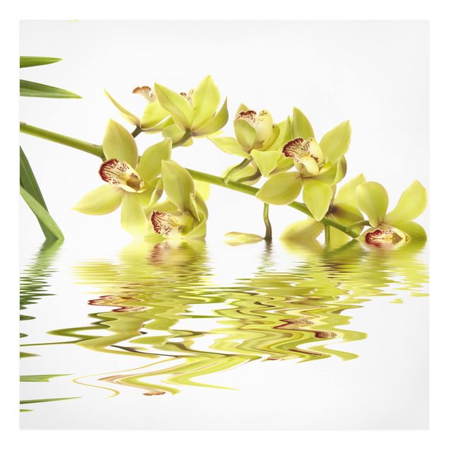 Canvastavlor blommor  Elegant Orchid Waters
