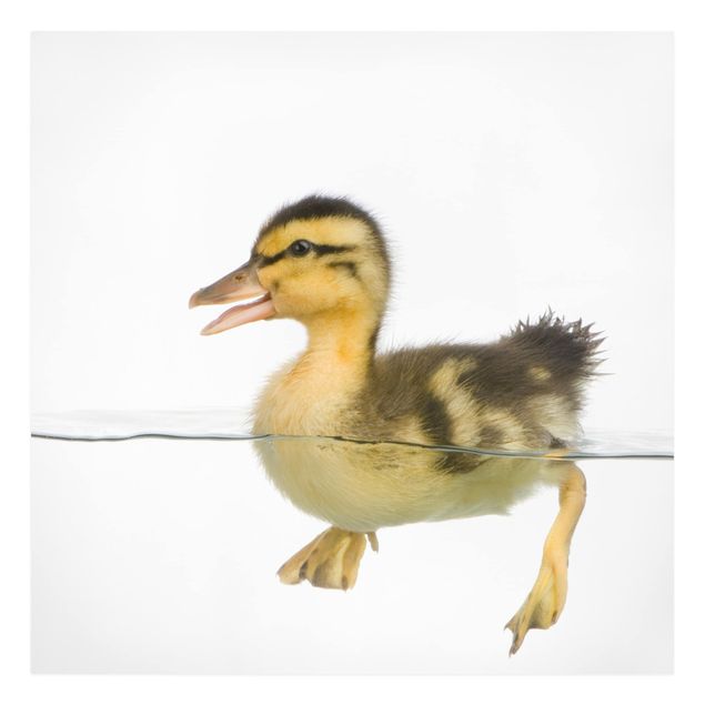 Tavlor Duckling I