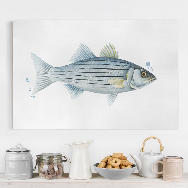Canvastavlor fisk Color Catch - White Perch