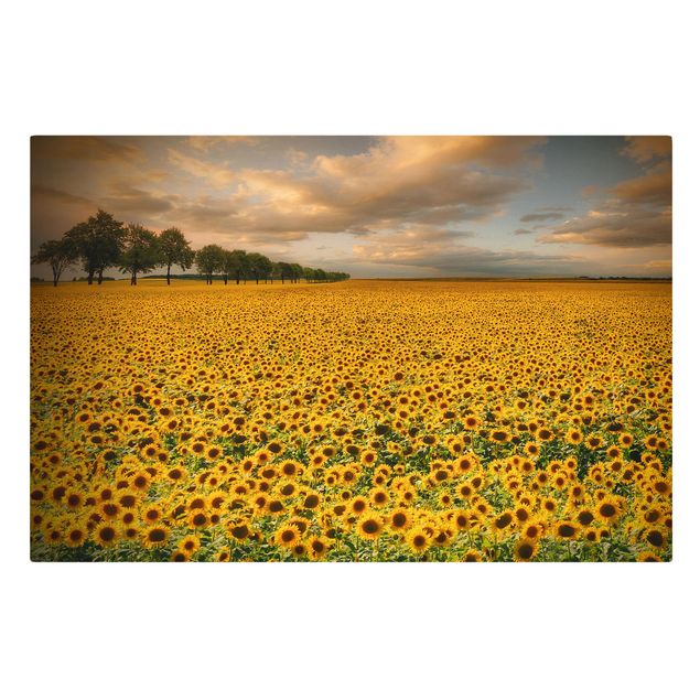Canvastavlor blommor  Field With Sunflowers