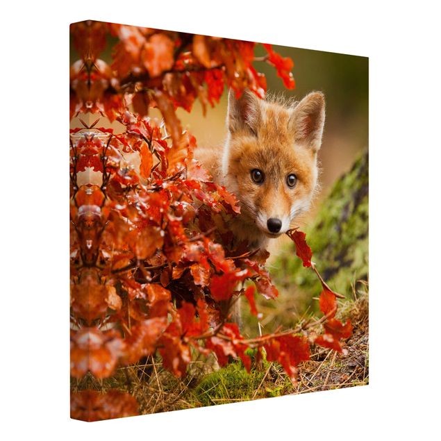 Canvastavlor landskap Fox In Autumn