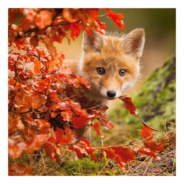 Canvastavlor skogar Fox In Autumn