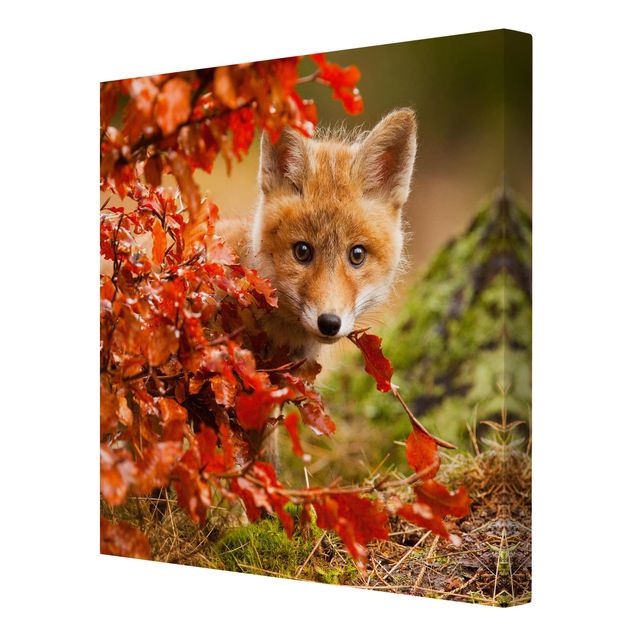 Canvastavlor djur Fox In Autumn
