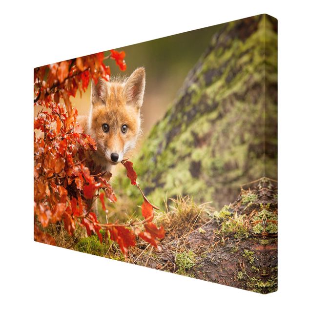Canvastavlor djur Fox In Autumn