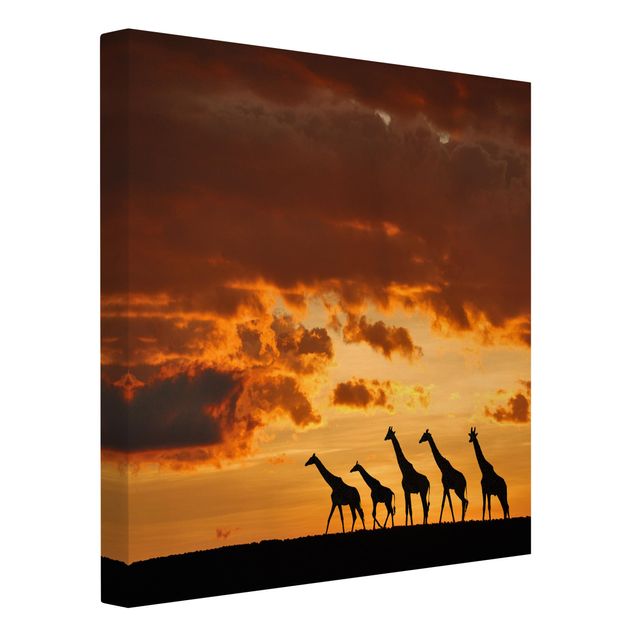 Canvastavlor Afrika Five Giraffes