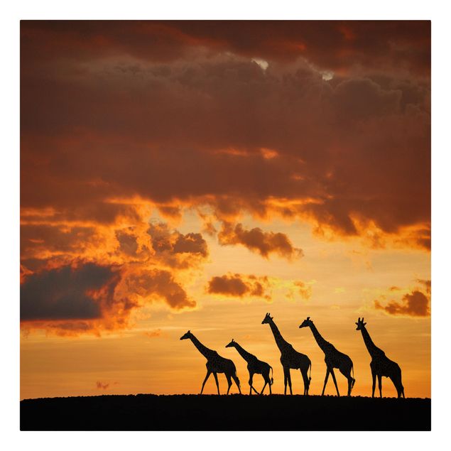 Canvastavlor solnedgångar Five Giraffes