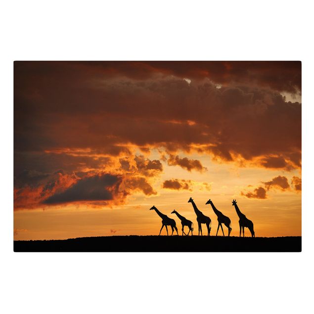 Canvastavlor solnedgångar Five Giraffes