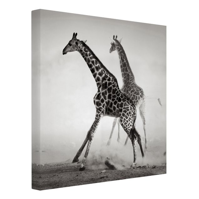 Canvastavlor svart och vitt Giraffe Hunt