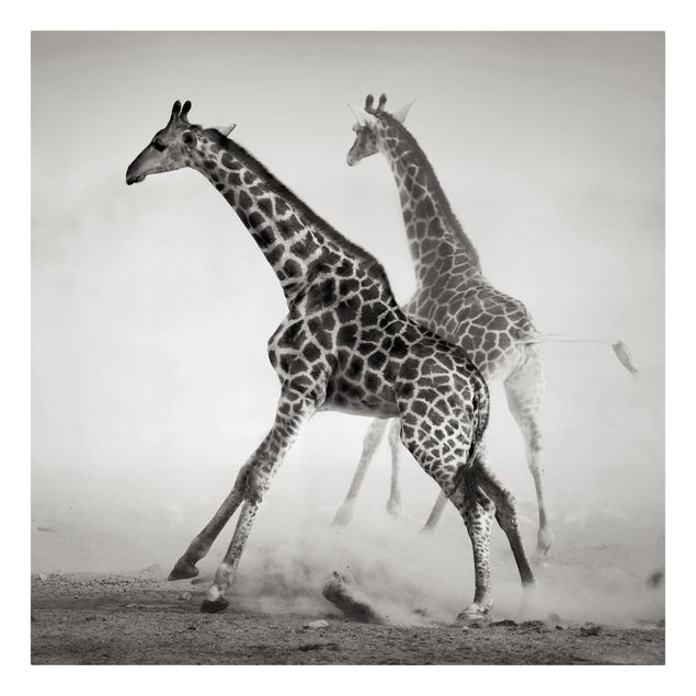 Canvastavlor djur Giraffe Hunt