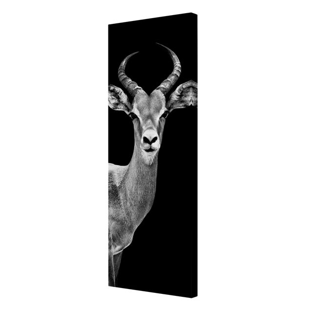 Tavlor Impala antelope black and white