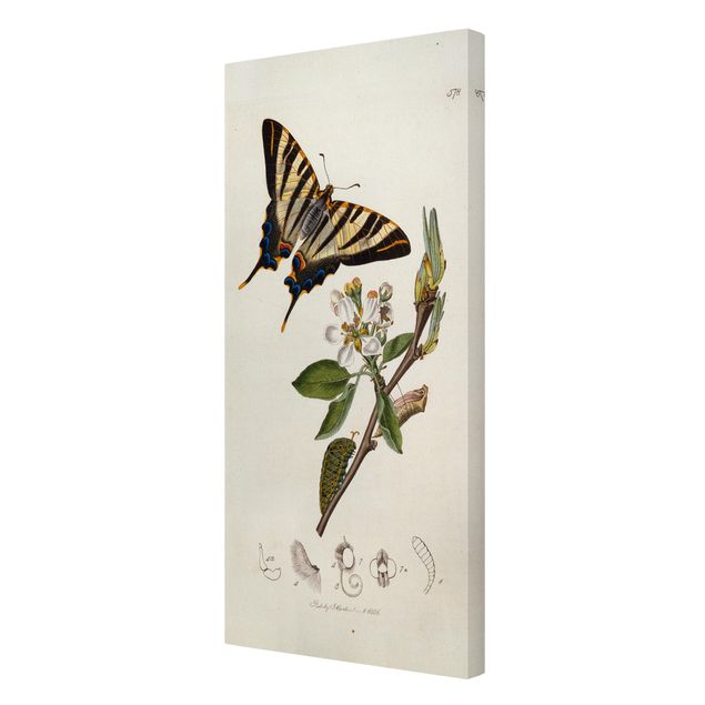 Tavlor blommor John Curtis - A Scarce Swallow-Tail Butterfly