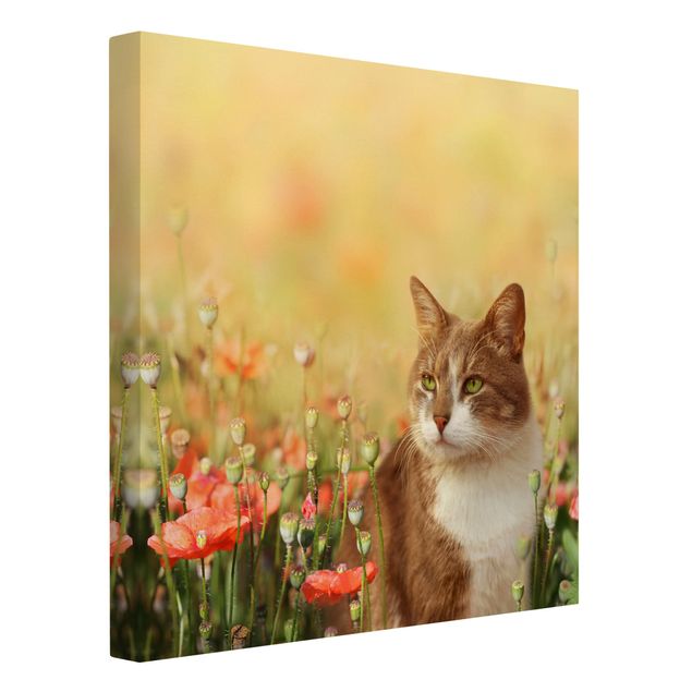 Canvastavlor katter Cat In A Field Of Poppies