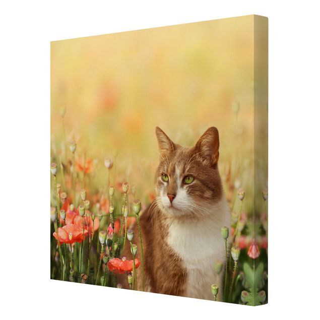 Canvastavlor blommor  Cat In A Field Of Poppies
