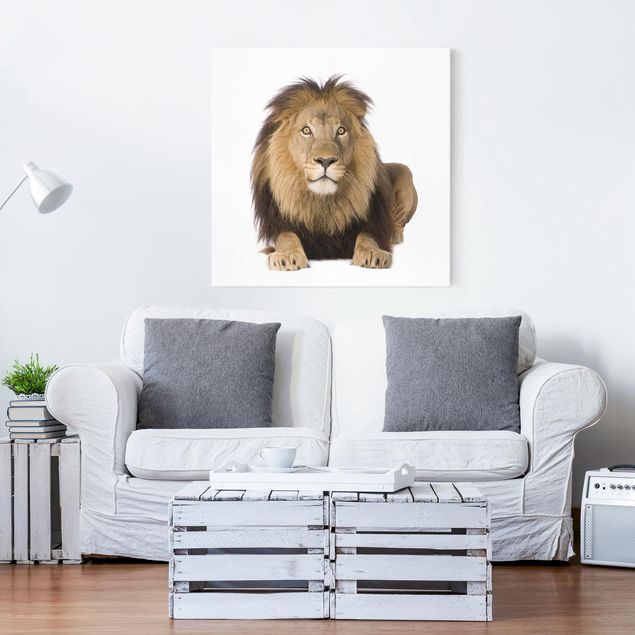 Canvastavlor lejon King Lion ll