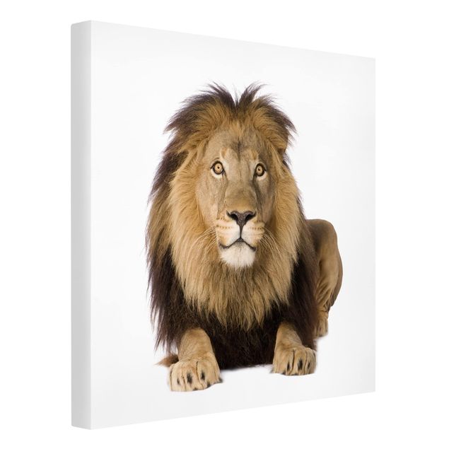 Canvastavlor djur King Lion ll