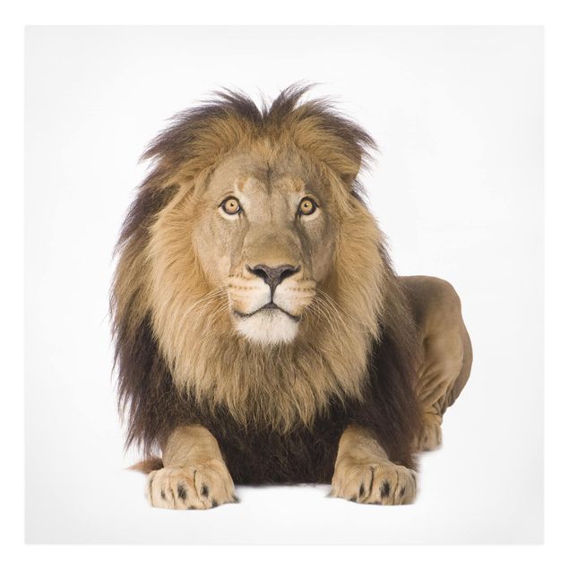 Tavlor modernt King Lion ll