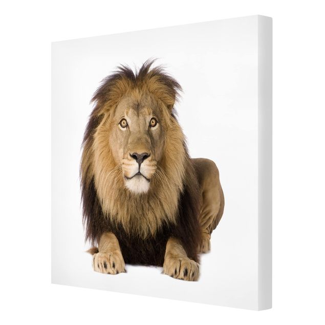 Tavlor djur King Lion ll