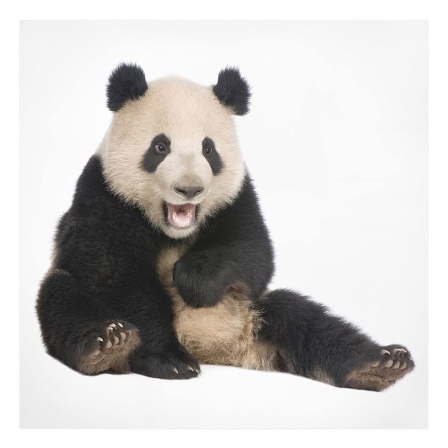 Tavlor djur Laughing Panda