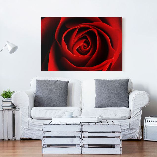 Canvastavlor rosor Lovely Rose