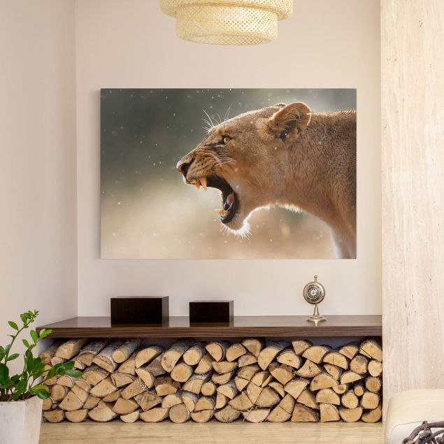 Canvastavlor lejon Lioness on the hunt