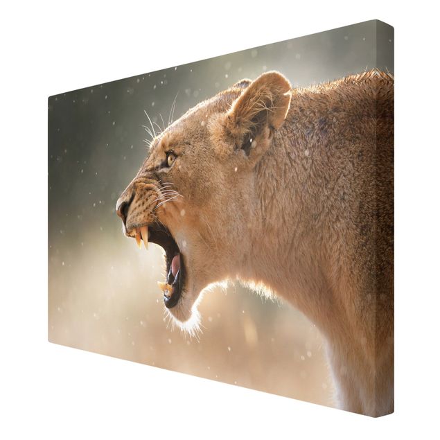 Canvastavlor landskap Lioness on the hunt