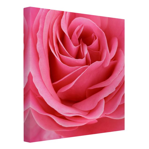 Tavlor blommor Lustful Pink Rose