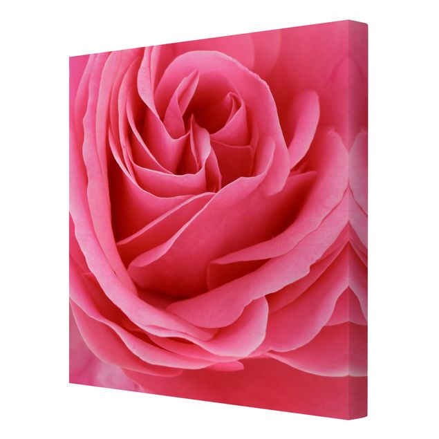 Tavlor Lustful Pink Rose