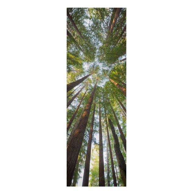 Canvastavlor landskap Sequoia Tree Tops