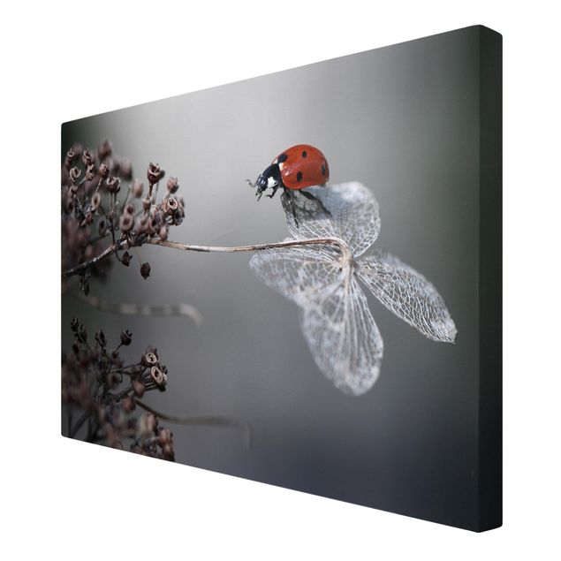 Tavlor Ladybird On Hydrangea