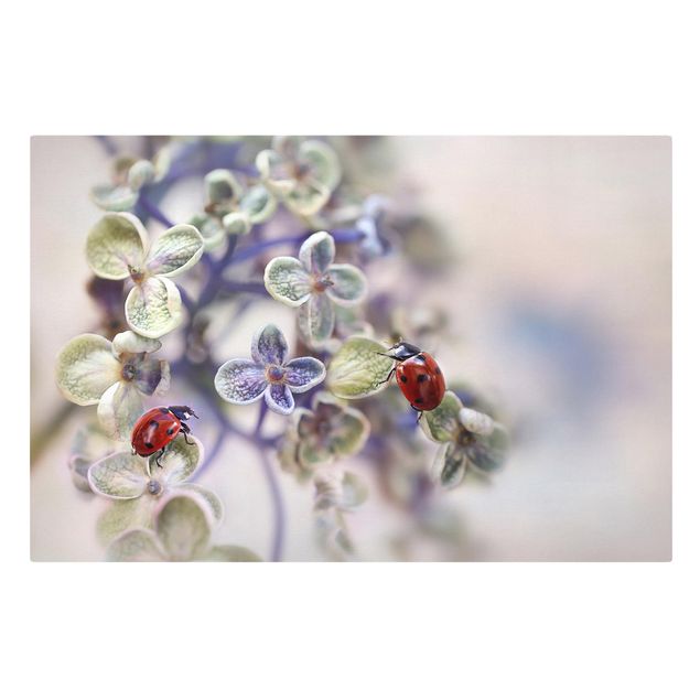 Tavlor Ladybird In The Garden