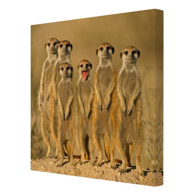 Canvastavlor Meerkat Family