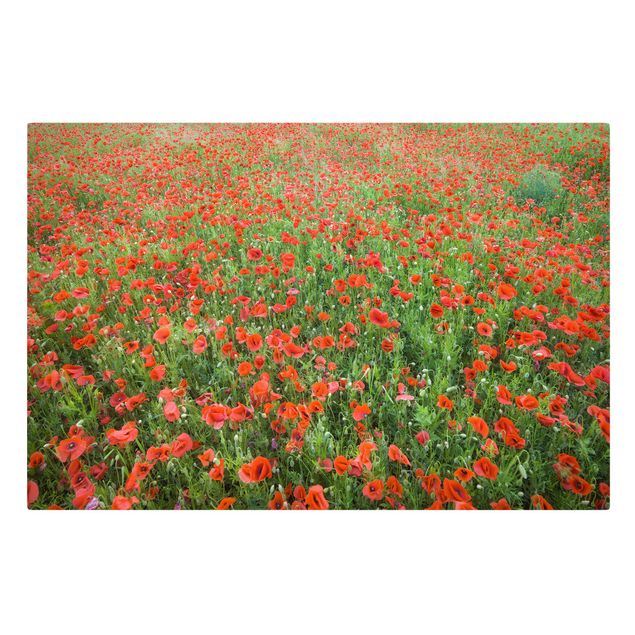 Tavlor blommor Poppy Field