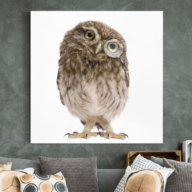 Kök dekoration Curious Owl