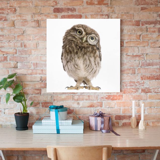 Canvastavlor fåglar Curious Owl