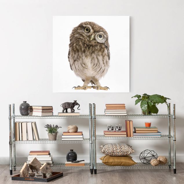 Canvastavlor djur Curious Owl