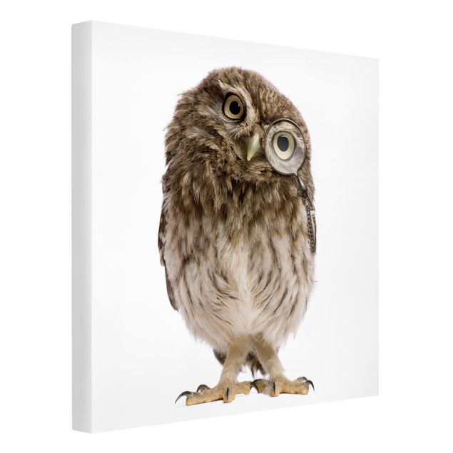 Tavlor modernt Curious Owl