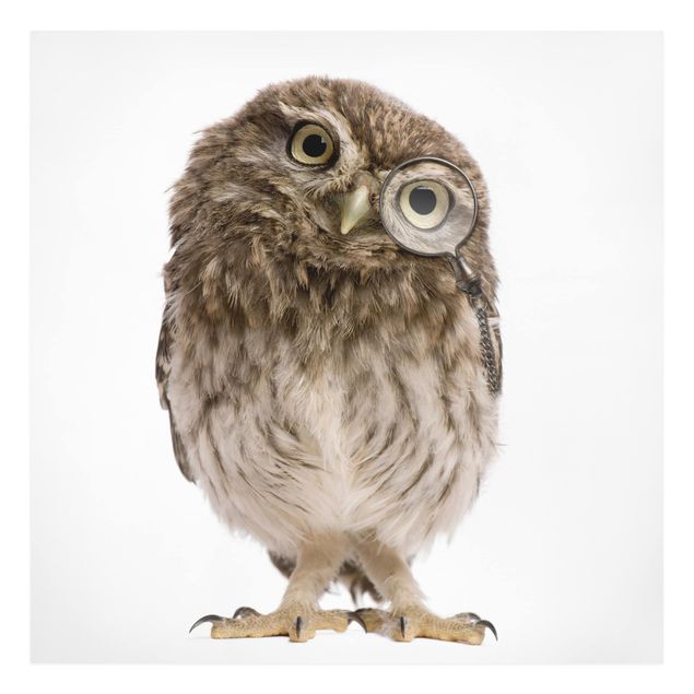 Tavlor djur Curious Owl