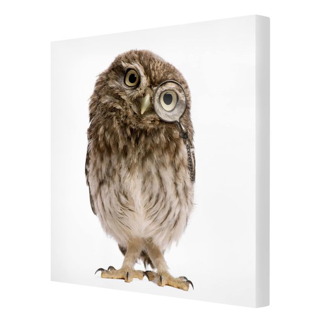 Tavlor Curious Owl