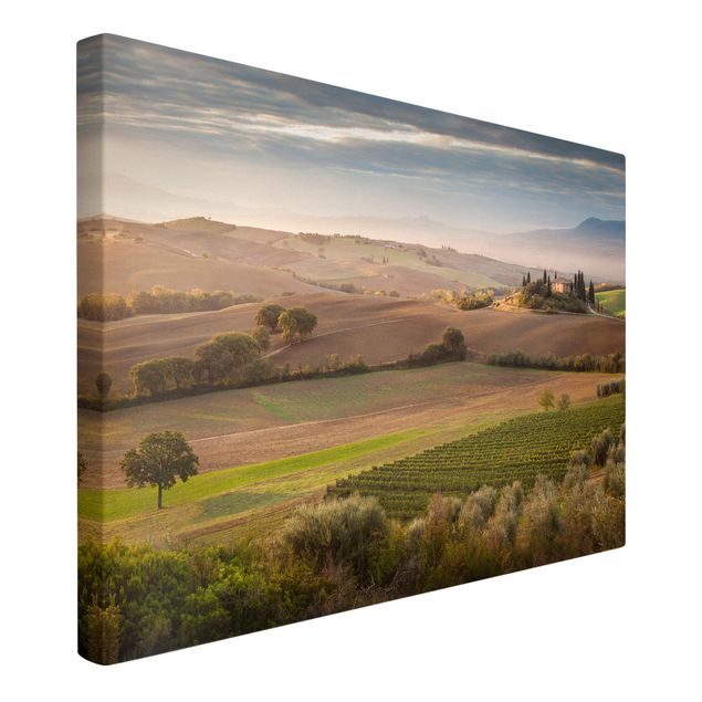 Canvastavlor landskap Olive Grove In Tuscany