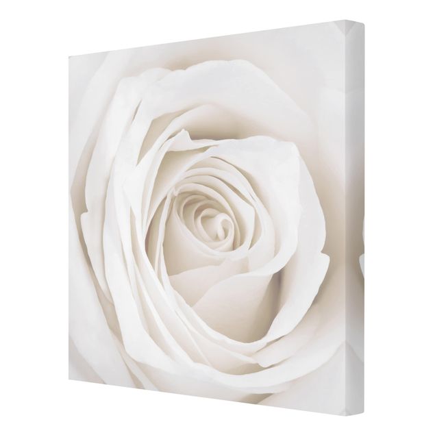 Tavlor Pretty White Rose