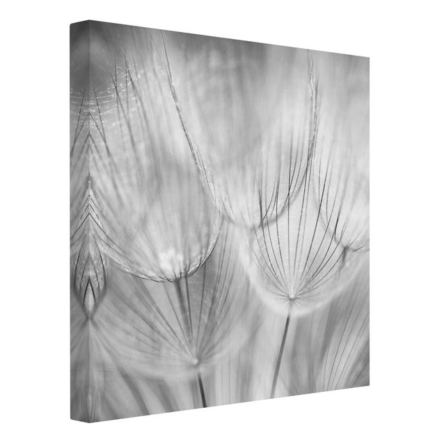Canvastavlor blommor  Dandelions Macro Shot In Black And White
