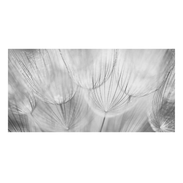 Canvastavlor svart och vitt Dandelions macro shot in black and white