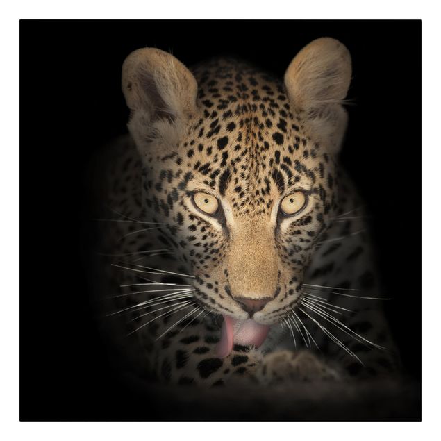 Tavlor porträtt Resting Leopard