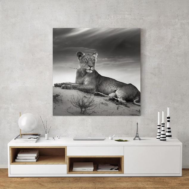 Canvastavlor katter Resting Lion