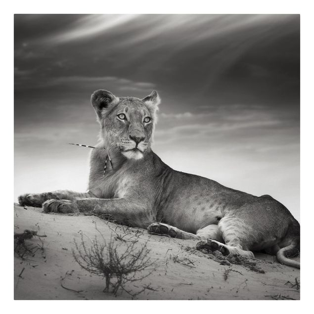 Canvastavlor svart och vitt Resting Lion