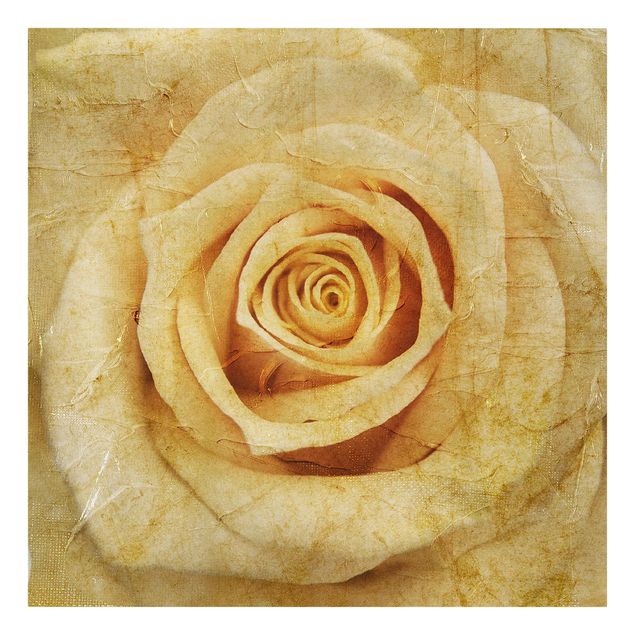 Tavlor blommor  Vintage Rose